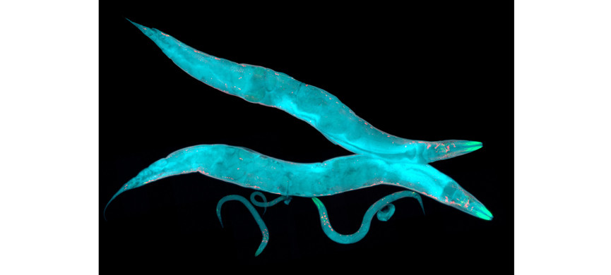 Caenorhabditis elegans – крохотные нематоды